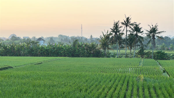 Learning the Art of Botanical Dyeing in Bali